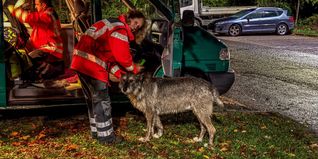 Auch Hunde kamen bei der Suche zum Einsatz.